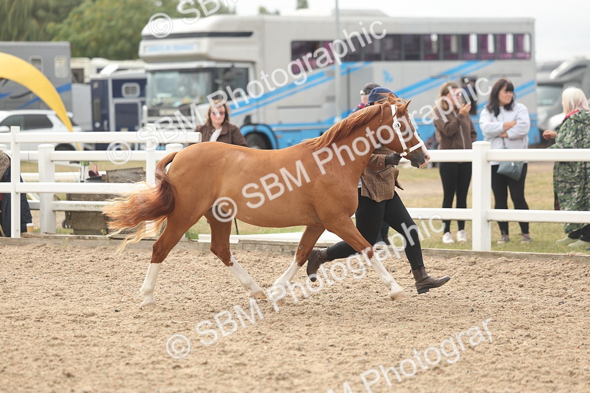 SBM_03179 - Class 16 - IH M&M Wildcard