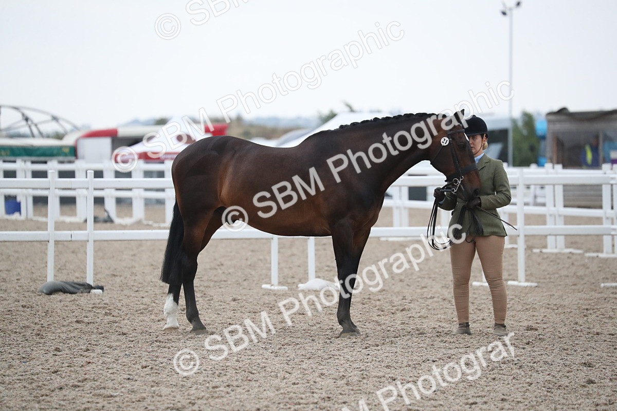 SBM_18314 - Class 318 IH Part bred Horse/Pony