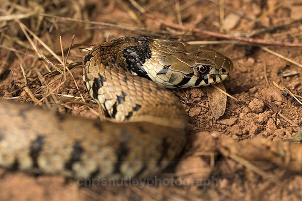  - Reptiles and Amphibians