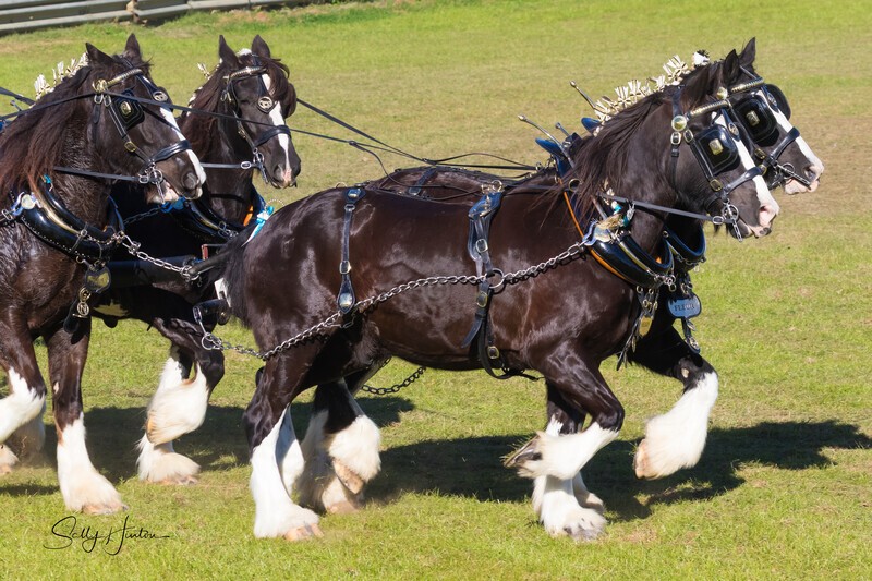 Four Horses and Cart 3. 0A3A9393 - 2025 Senic Rim Clydesdale Spectacular
