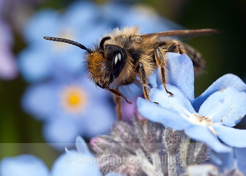 Andrena flavipes (m) - Andrena flavipes