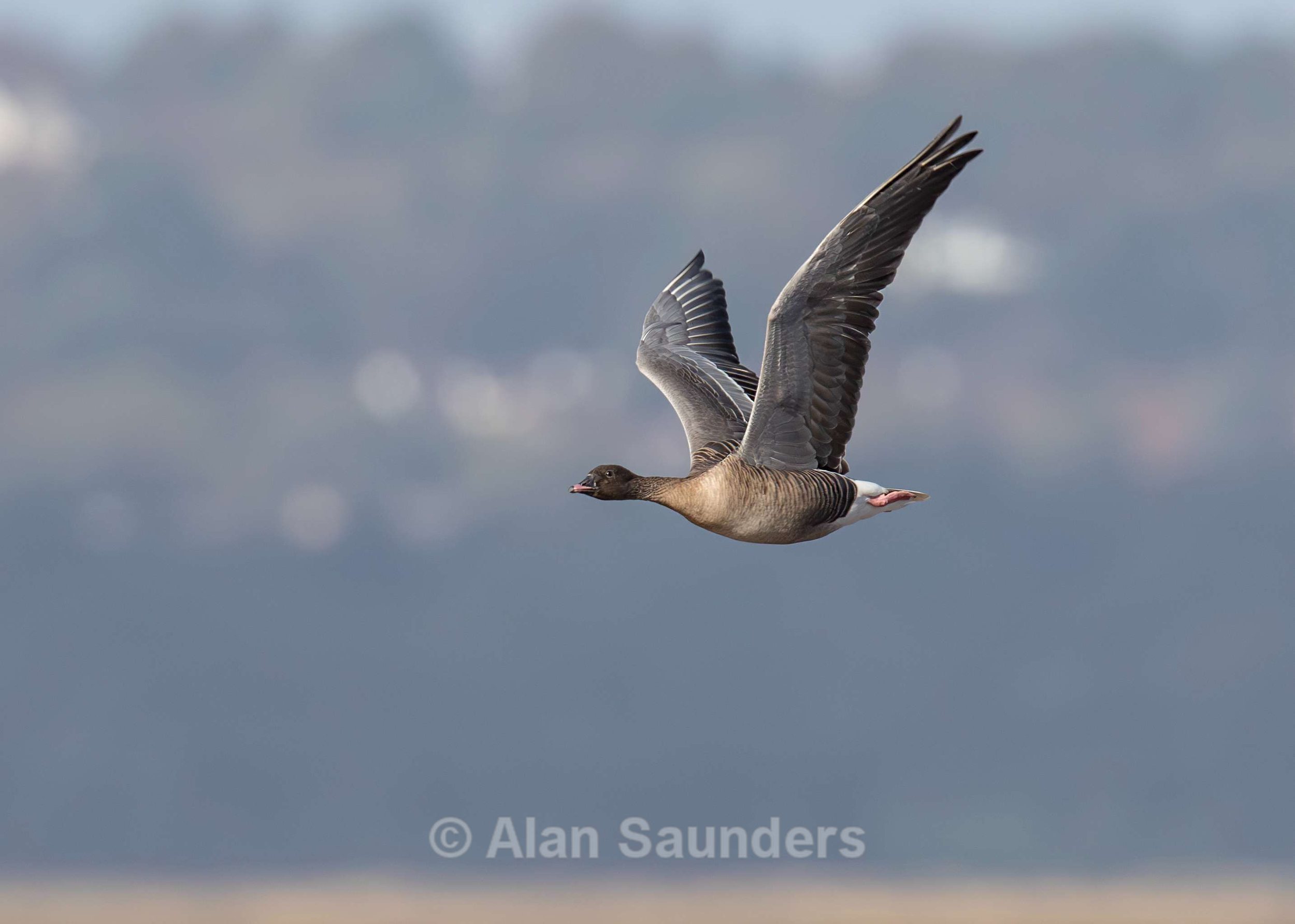 Pink-footed goose 1