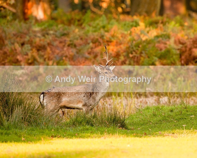 20111022-_MG_6704 - Fallow Deer