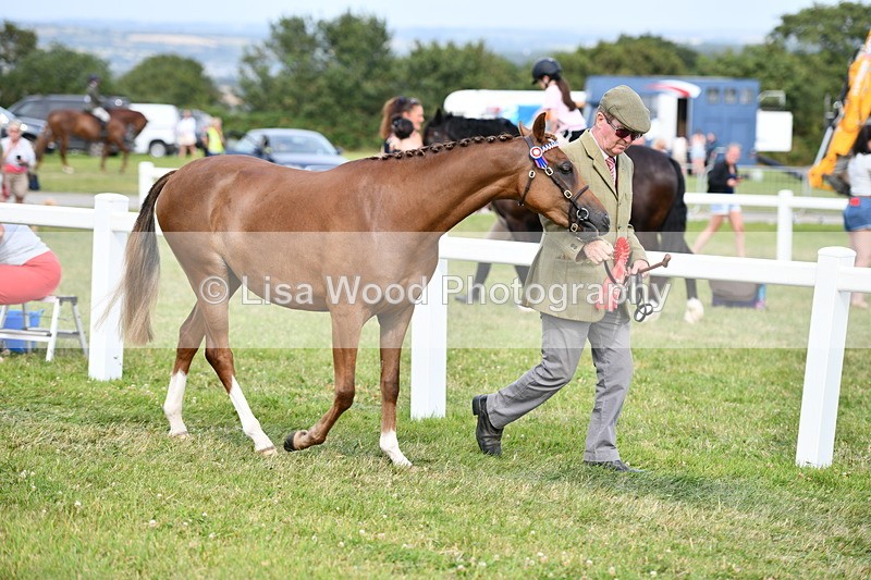 DSC_9065 - SP/SHP Pony Breeding Championship