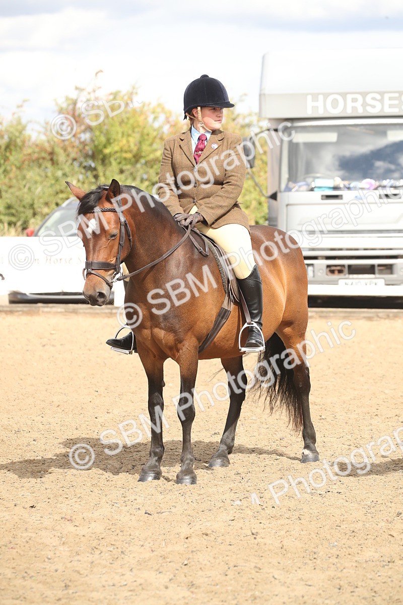 SBM_14574 - Class 505a - M&M Working Veteran - 50cm (15-19)