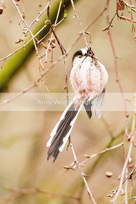 20120212-_MG_8566 - Tits