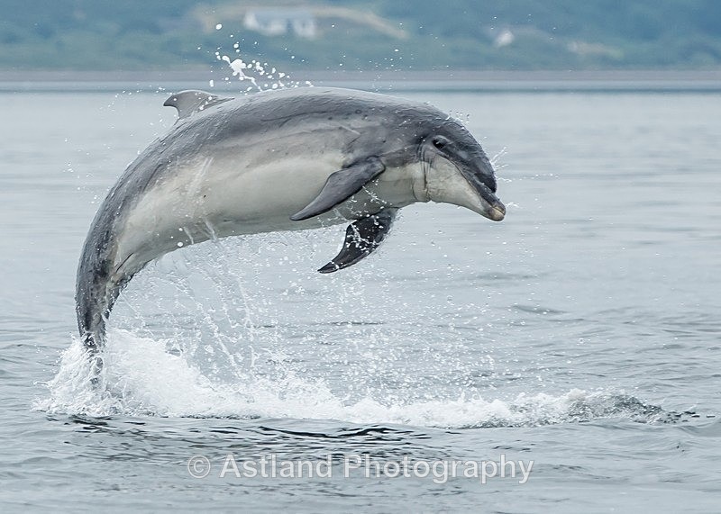 Astland Photography, Bird and Wildlife Images, Susan and Peter Wilson, U.K.