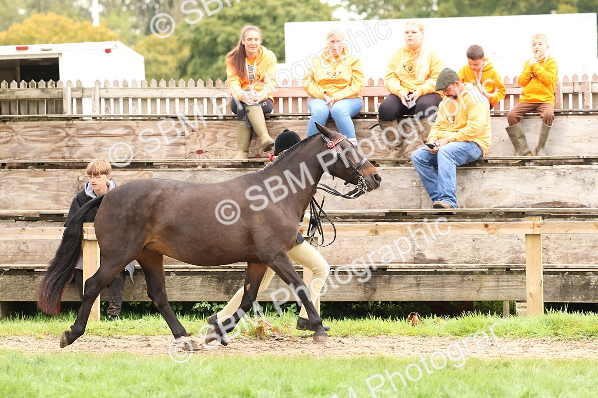 SBM_59864 - S36 - Rehabiliated Rescue Horse & Pony In Hand & Ridden