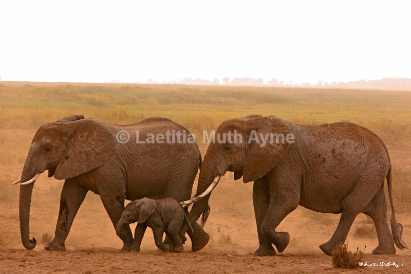 _M7B0146 Amboseli - Elephants