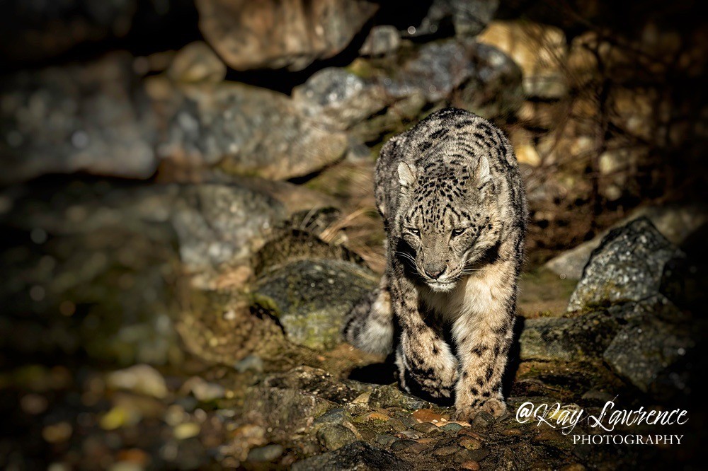 Snow Leopard - RLP_9343-764 - Vulnerable and Beyond