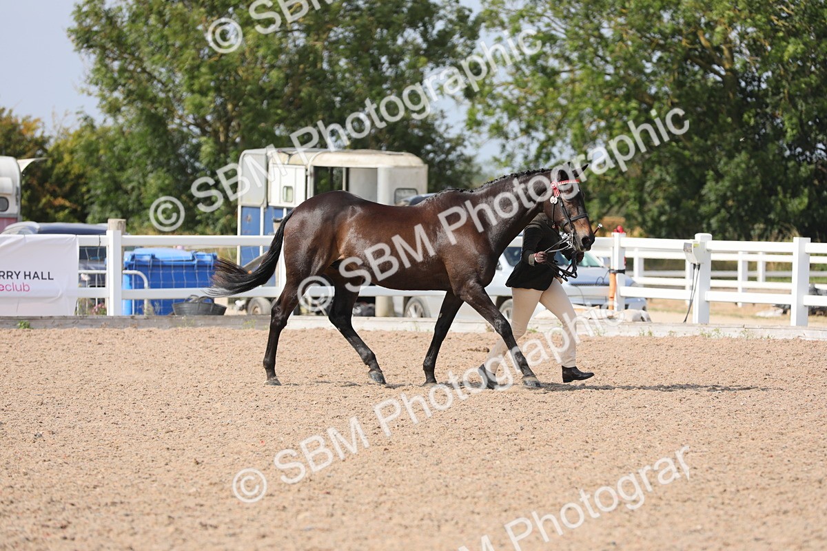 SBM_15695 - Class 312 IH Competition Horse/Pony