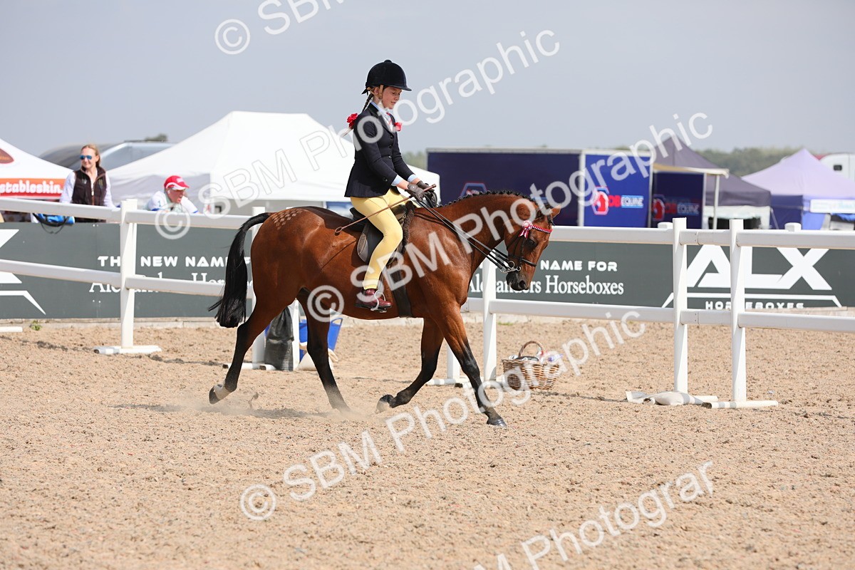 SBM_15568 - Class 311 Ridden Show Pony/ Show Hunter Pony