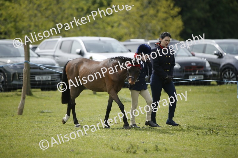 20260426-2143 - Class 9 - Handsomest Gelding