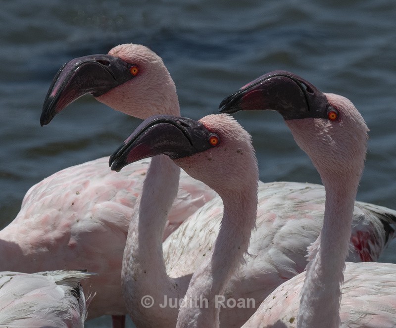 Lesser Flamingo Trio - Namibia 2022