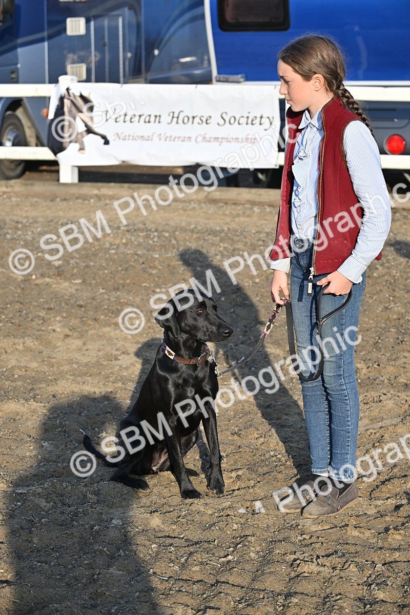 SBM_09438 - Lorry Dogs