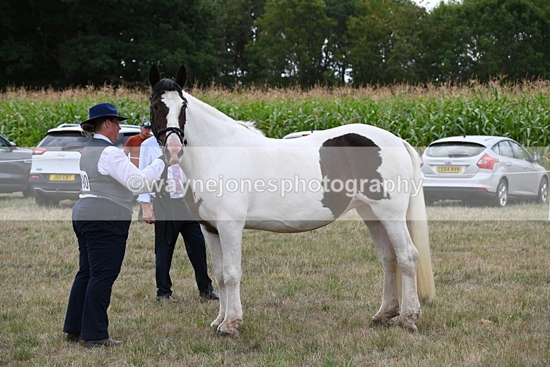 WJ6_5566 - Class 18 In-hand Coloured
