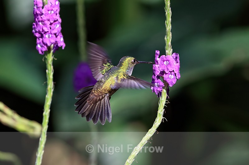 Charming Hummingbird, view of back in flight, Drake Bay, Costa Rica - Charming Hummingbird