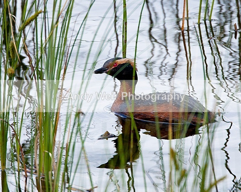 20090620-063 - Slavonian Grebe