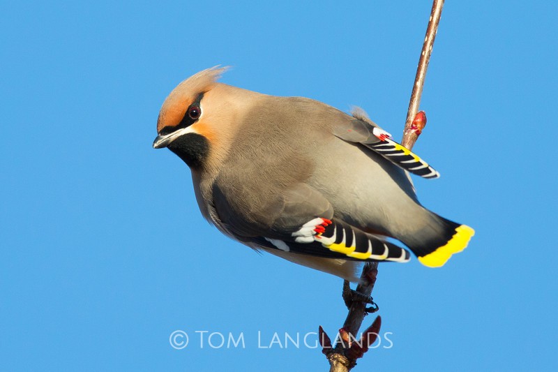 Waxwing - All Other Birds
