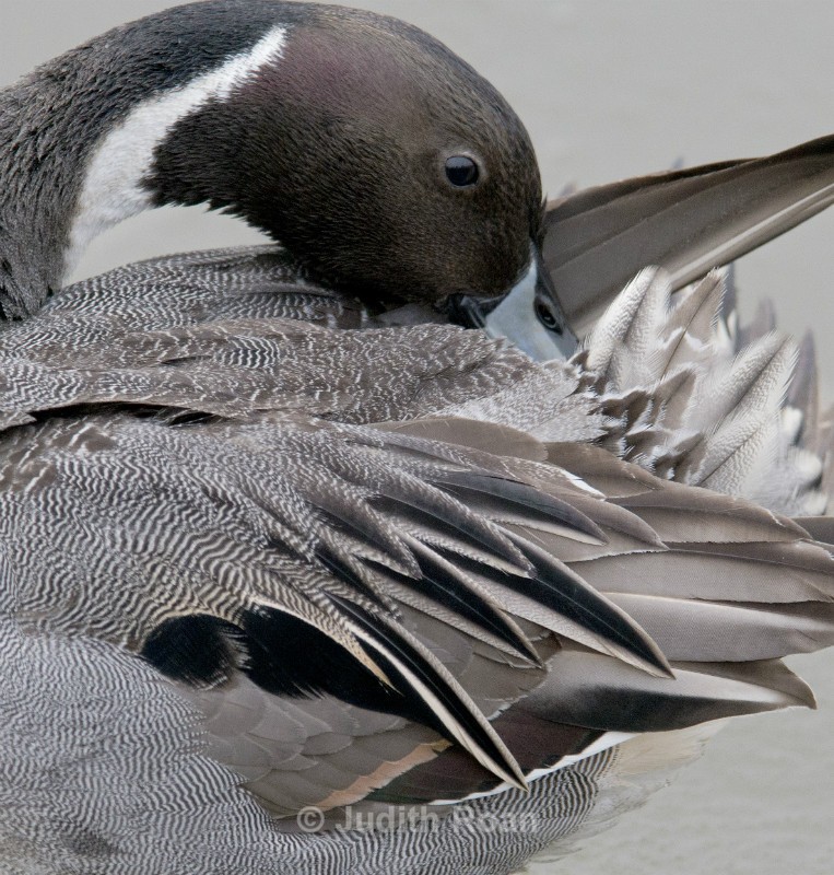 Pintail male - Reifel Refuge