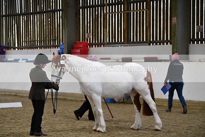 WJ5_5061 - Class 7 In hand coloured / odd coloured