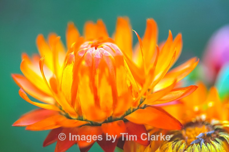 Straw Flower 1-2 - Nature