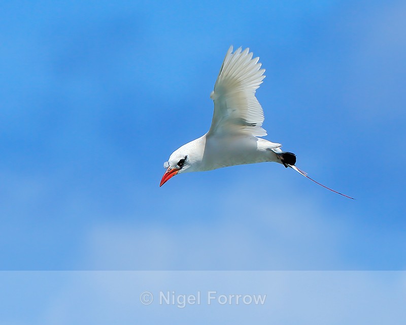 Red-tailed Tropicbird hovering, Kilauea Point, Kauai - Red-tailed Tropicbird