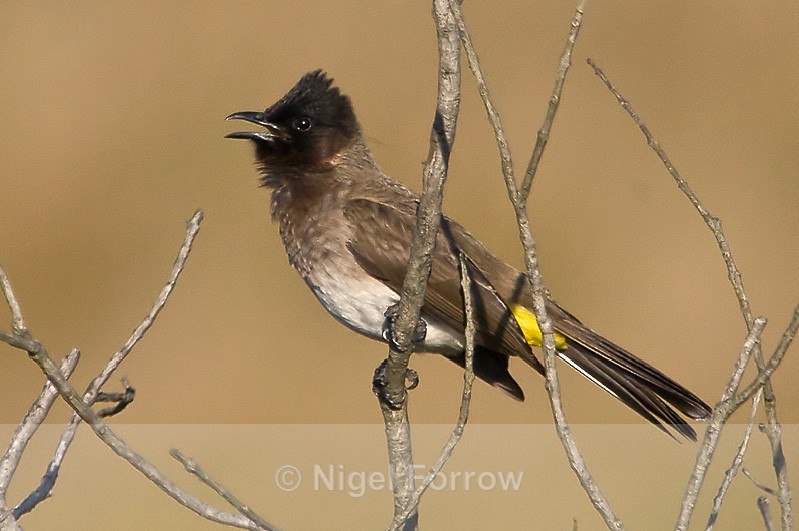 Dark-capped Bulbul calling from a branch in a bush - Dark-capped Bulbul