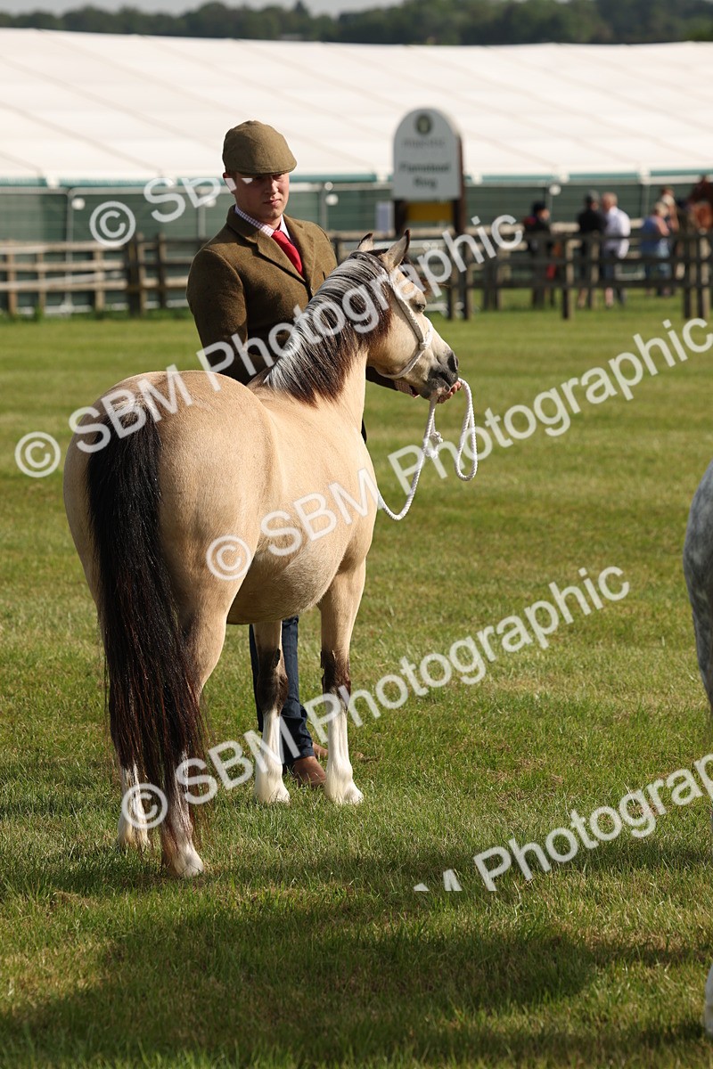 SBM_00577 - Class 6-13 - Mountatin and Moorland In Hand Welsh Breeds