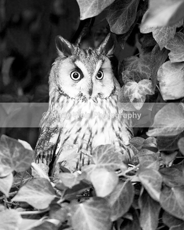20110312-IMG_1303-2 - Long Eared Owl