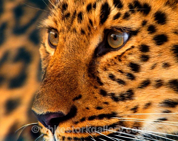 Leopard - Wildlife and Animals