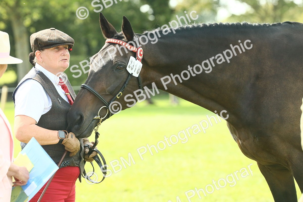 SBM_66562 - S34 - Rehabilitated Rescue Horse & Pony In Hand & Ridden