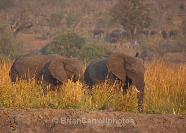 Chobe National Park Botswana - African Safari Tour 09 Zambia, Botswana,Namibia & South Africa