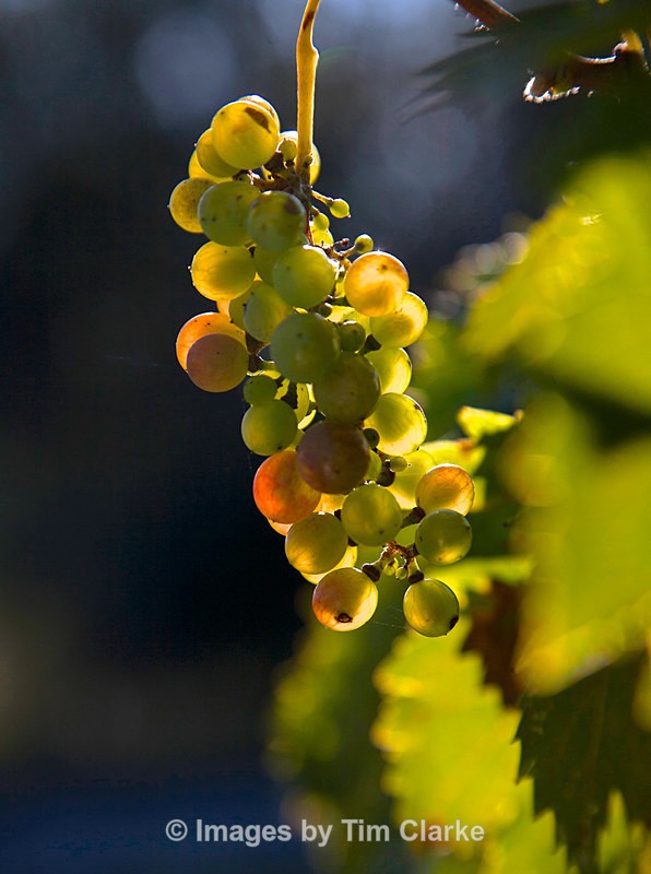 Ripening Grapes 06473 - Nature