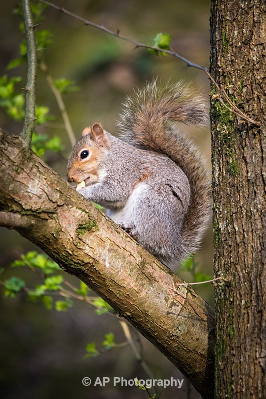 ACP_1151-2 - Squirrels