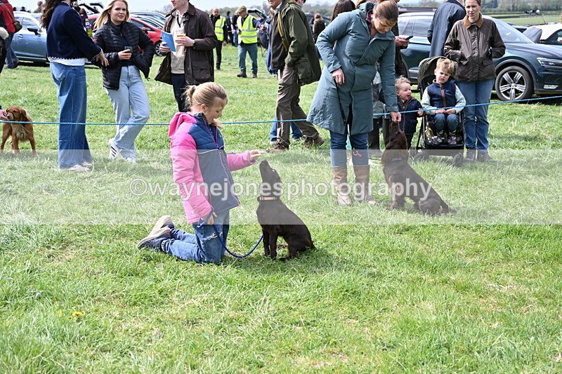 WJ6_8663 - Class 8 Best Working / Gun Dog or Bitch