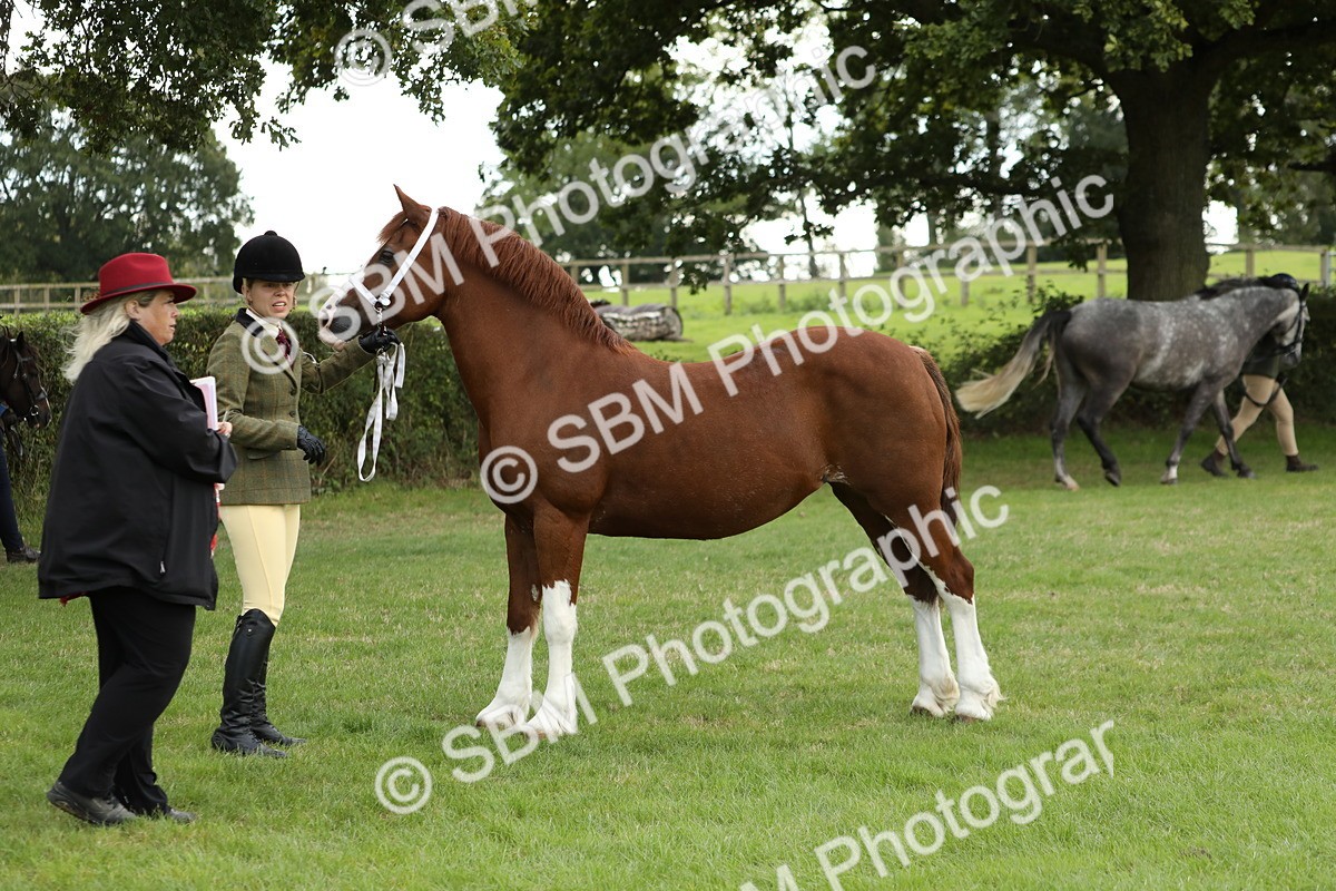 SBM_65400 - S47 - Mountain & Moorland In Hand Large Breeds