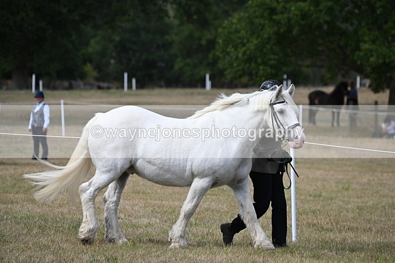 WJ6_6418 - Class 20 In-hand Cob