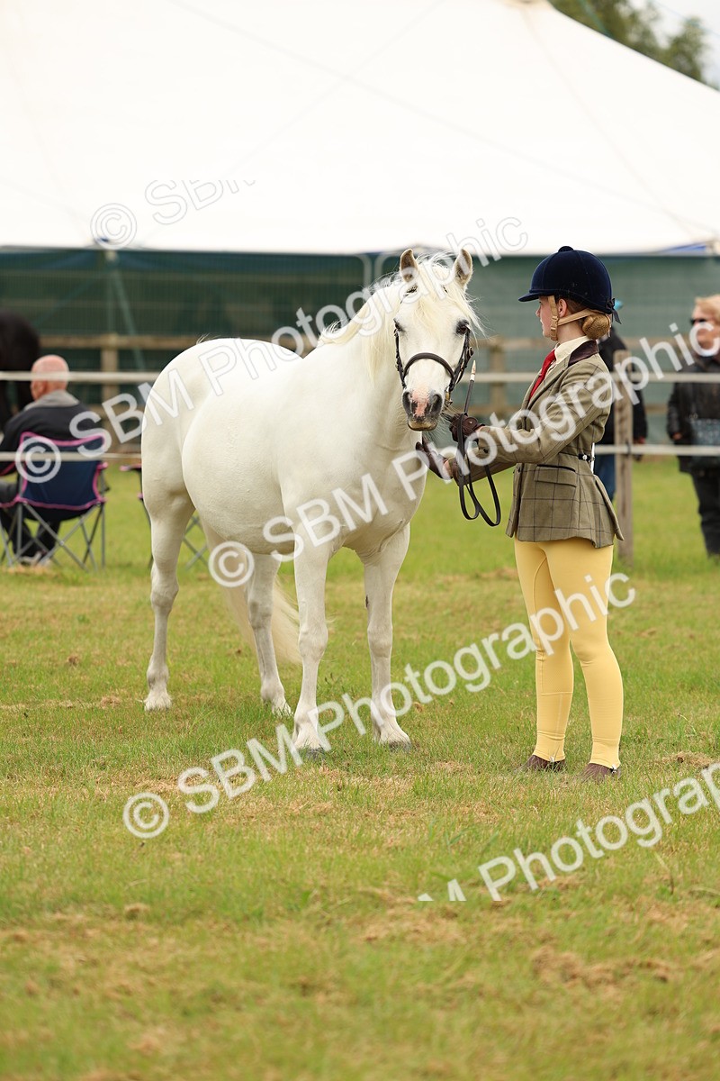 SBM_04216 - Class 64-67 - Shetland Pony In Hand