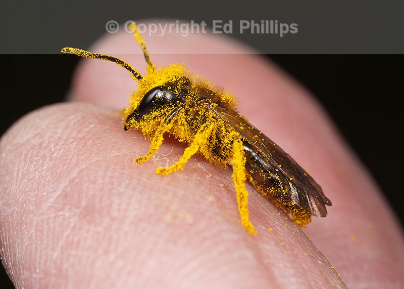 Andrena bucephala (m)