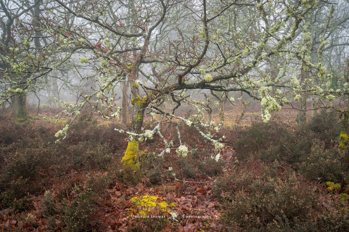 Lichen Oak - Frensham