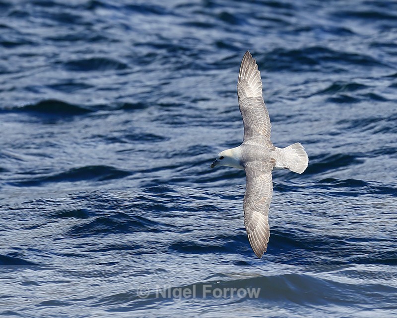 Fulmar flying low over sea, Breiddalsvik, Iceland - Fulmar