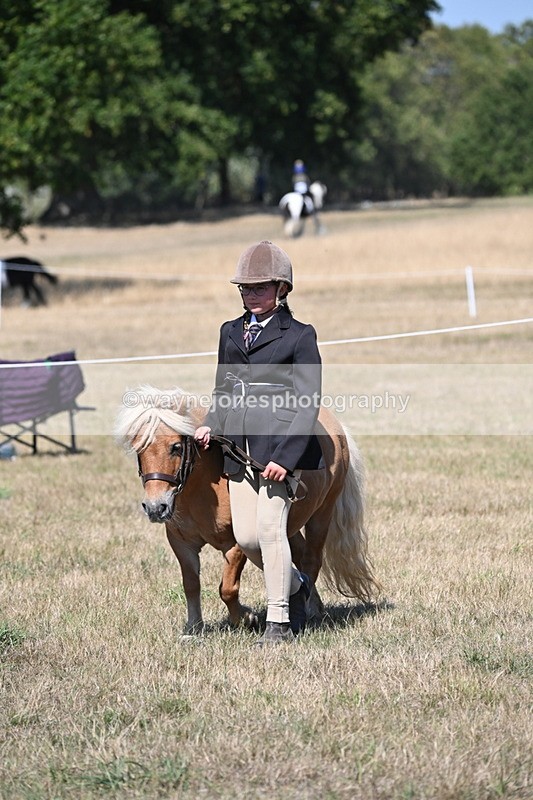 WJ6_8643 - Class 37b Best Loan Pony In-hand