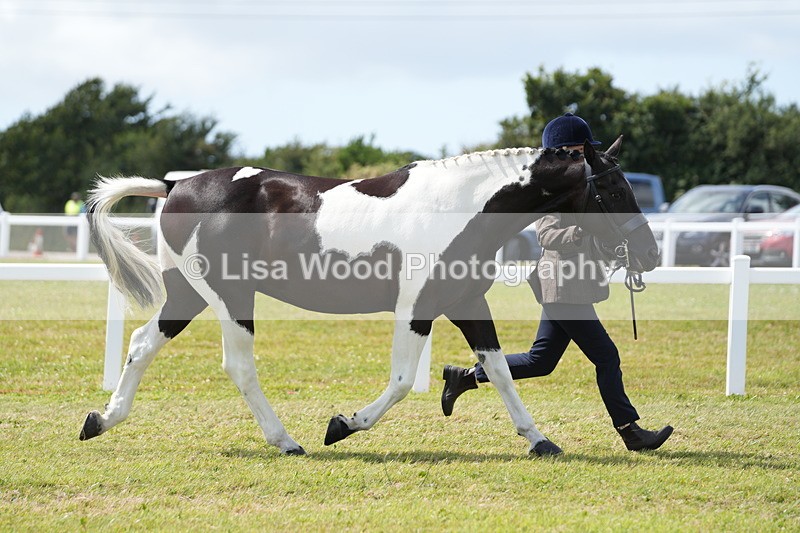 DSC07024 - Class 61: Coloured Horse 4yrs & Over