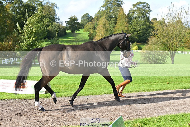 241023-130734-00083 - 056-Claire.Deuten-KILBUNNY.BLUE.BIRD