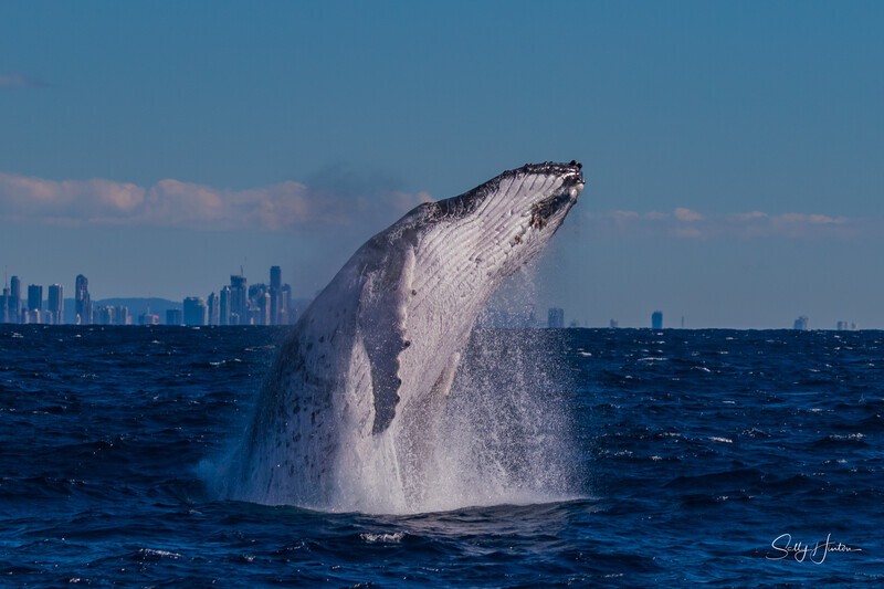 Humpback Breach into the wind 4. 0A3A2802 - 2025 Whales