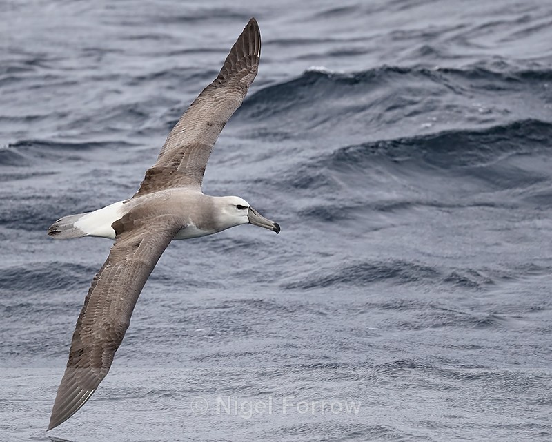 Shy Albatross (immature) flying, at sea, South Africa - Shy Albatross