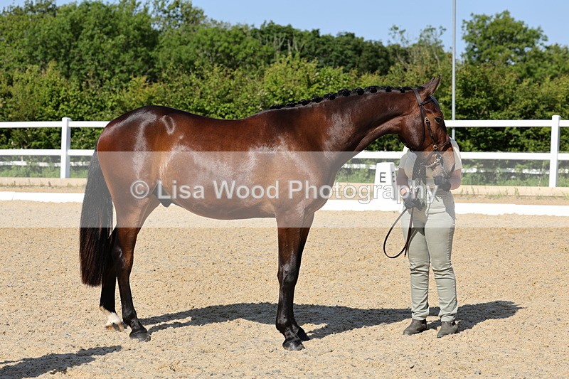 1X9A0792 - Class 4: Youngstock 1, 2, 3 year old to exceed 153cm