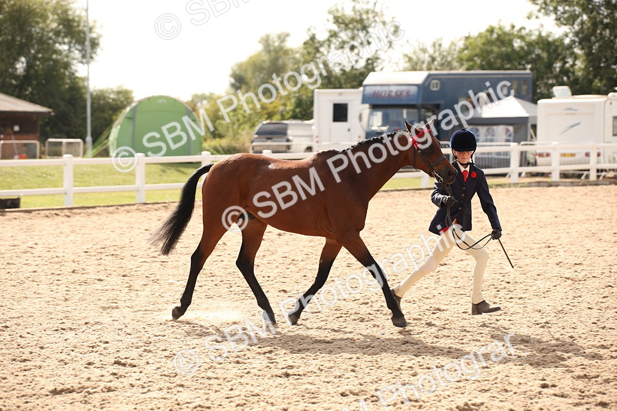 SBM_08149 - Class 27 - IH Competition Horse-Pony