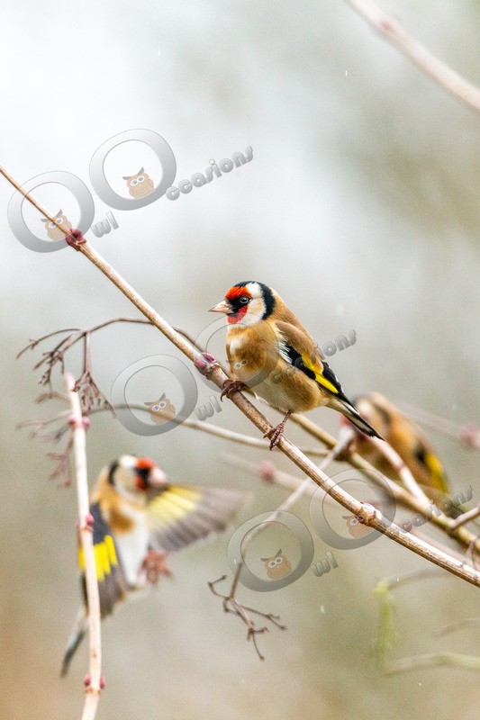 goldfinch Carduelis carduelis-7153 - UK birds